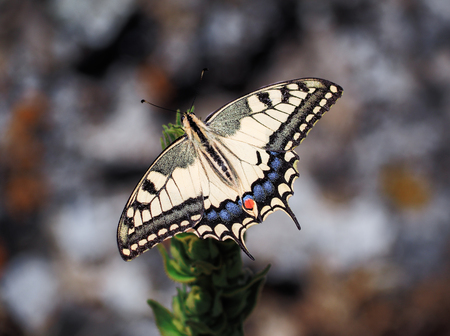 White butterfly machaon close up top view