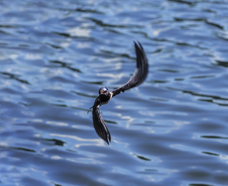 Swallow at the flight over the lake