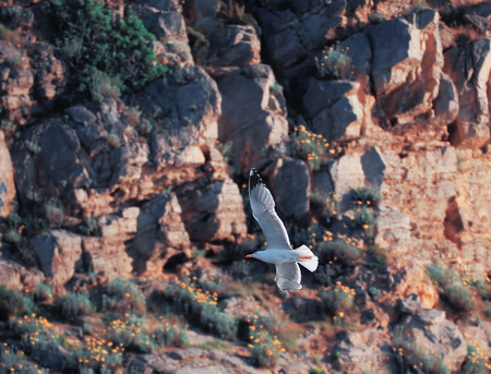 Seagul flying over the sea near the mountainsの写真素材