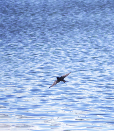 Swallow at the flight over the lake