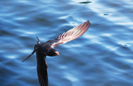 Swallow at the flight over the lake