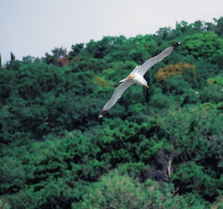 Seagul flying over the sea near the mountains