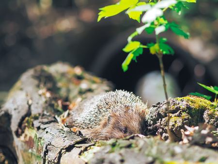 Hedgehog traveling at the forestの写真素材