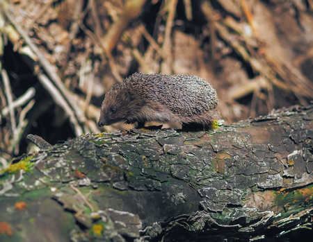 Hedgehog traveling at the forestの写真素材