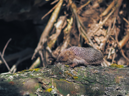 Hedgehog traveling at the forestの写真素材