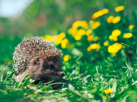 Hedgehog traveling at the green grassの写真素材