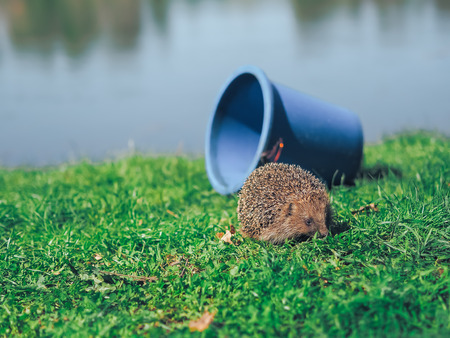 Hedgehog traveling at the green grassの写真素材
