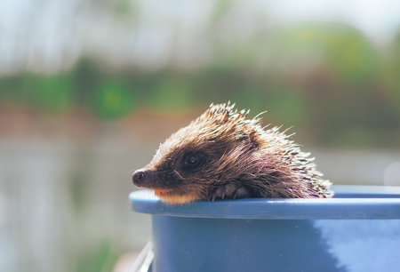 Hedgehog traveling at the green grassの写真素材