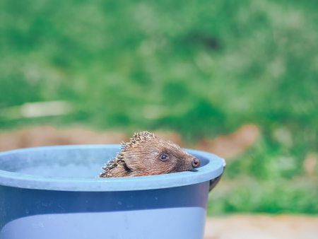 Hedgehog traveling at the green grassの写真素材