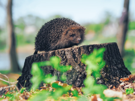 Hedgehog traveling at the green grassの写真素材