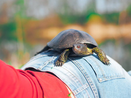 Turtle sitting at the girls ass
