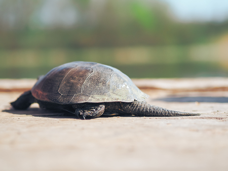 Turtle walking at the green grass