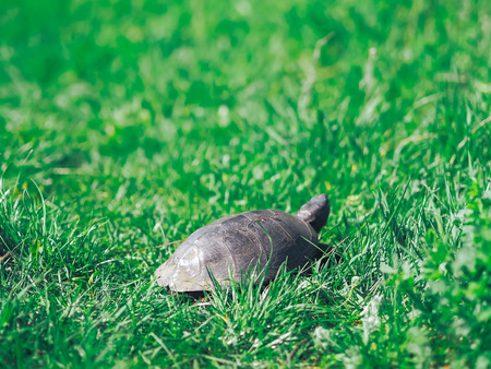 Turtle walking at the green grassの写真素材