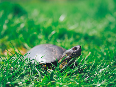 Turtle walking at the green grassの写真素材