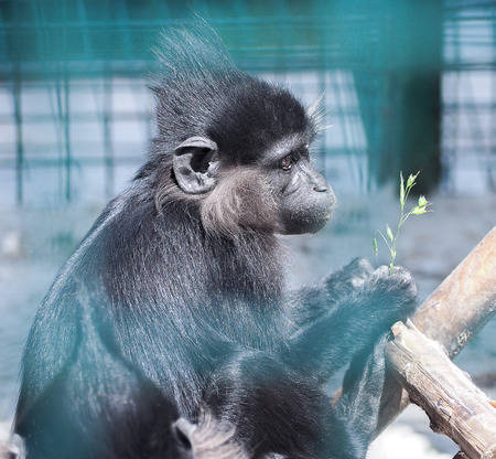 Monkey sitting at the green grass