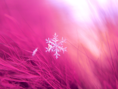 Snowflake beautifull on the colorful background macroの写真素材