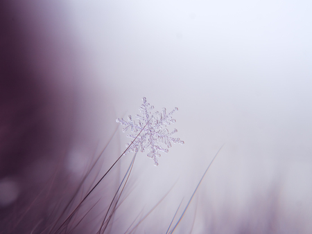 Snowflake beautifull on the colorful background macroの写真素材