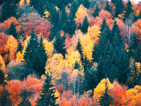 Autumn forest with pines at the mountainsの写真素材