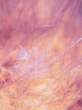 Snowflake beautifull on the colorful background macroの写真素材