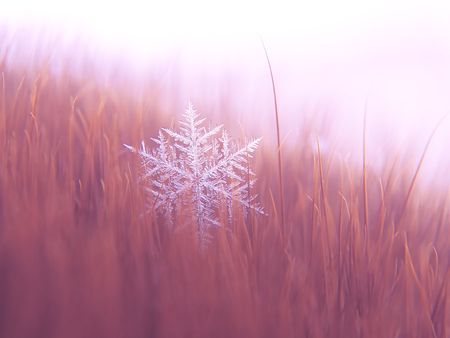 Snowflake beautifull on the colorful background macroの写真素材