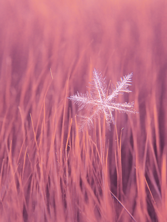 Snowflake beautifull on the colorful background macroの写真素材