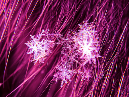 Snowflake beautifull on the colorful background macroの写真素材