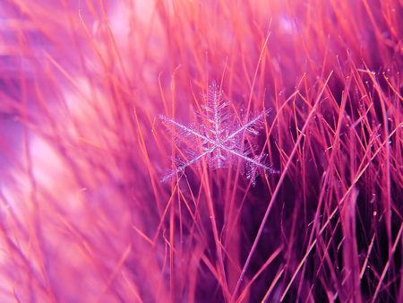 Snowflake beautifull on the colorful background macroの写真素材