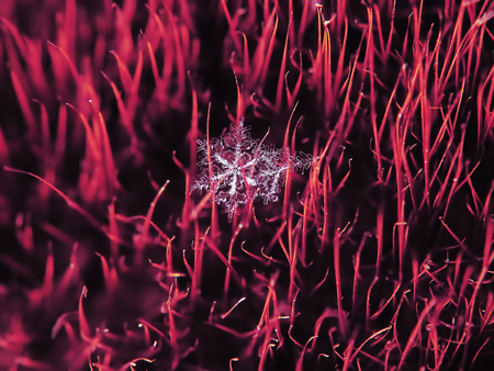 Snowflake beautifull on the colorful background macroの写真素材