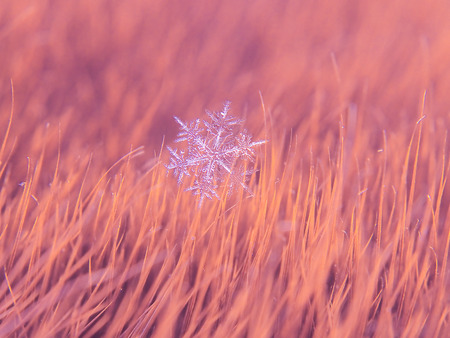 Snowflake beautifull on the colorful background macroの写真素材