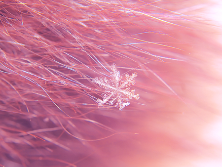 Snowflake beautifull on the colorful background macro