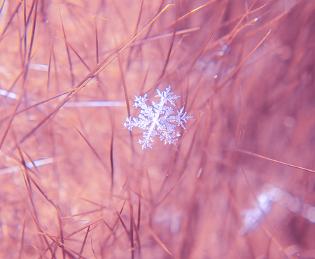 Snowflake beautifull on the colorful background macroの写真素材