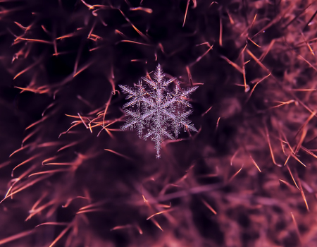 Snowflake beautifull on the colorful background macroの写真素材