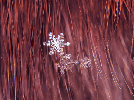 Snowflake beautifull on the colorful background macro