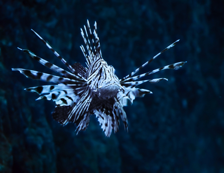 Fish blue Pterois volitans at the deep ocean close up turning downの写真素材