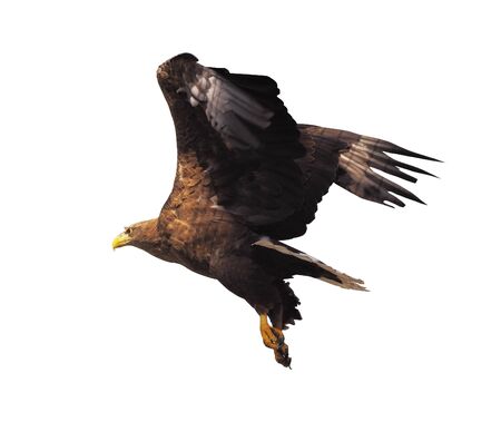 Eagle with opened wings isolatedの写真素材