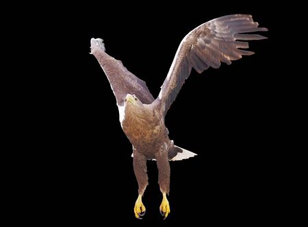 Eagle with opened wings isolatedの写真素材