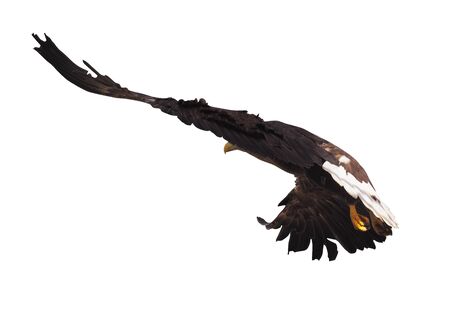 Eagle with opened wings isolatedの写真素材