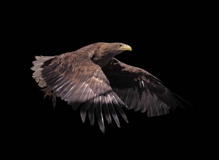 Eagle with opened wings isolatedの写真素材