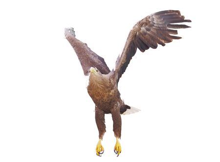 Eagle with opened wings isolatedの写真素材
