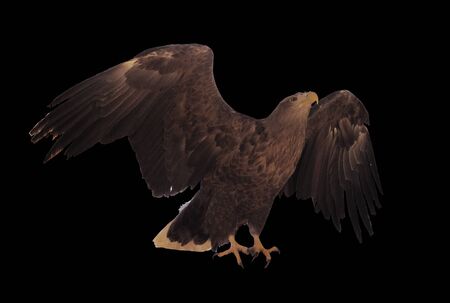 Eagle with opened wings isolatedの写真素材