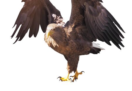 Eagle with opened wings isolatedの写真素材