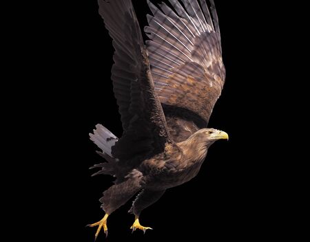 Eagle with opened wings isolatedの写真素材