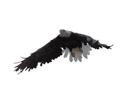 Eagle with opened wings isolatedの写真素材
