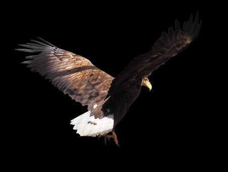 Eagle with opened wings isolatedの写真素材