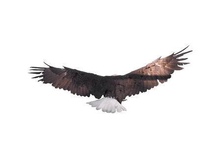 Eagle with opened wings isolatedの写真素材