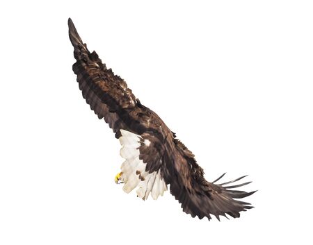 Eagle with opened wings isolatedの写真素材