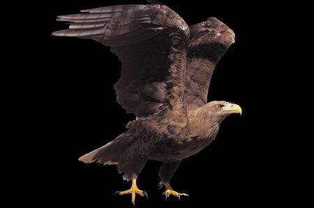 Eagle with opened wings isolatedの写真素材