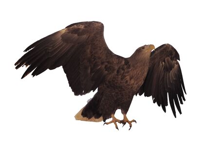 Eagle with opened wings isolatedの写真素材