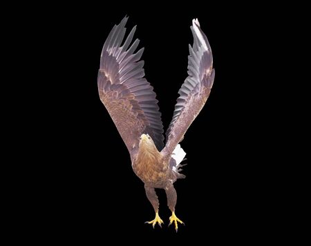 Eagle with opened wings isolatedの写真素材