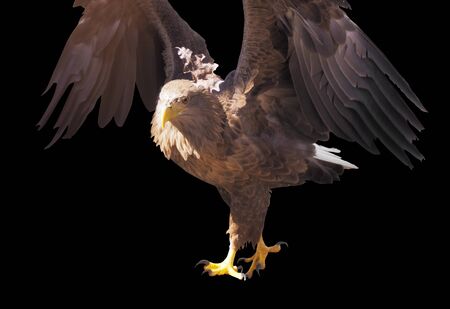 Eagle with opened wings isolatedの写真素材